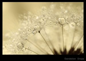 Dandelion Drops.jpg